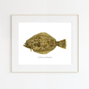 California Halibut Painting
