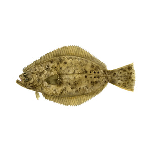 Halibut Painting Decor