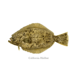 California Halibut Watercolor Print