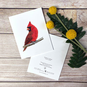 Northern Cardinal Notecard