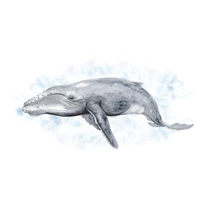 Humpback Whale Watercolor with background