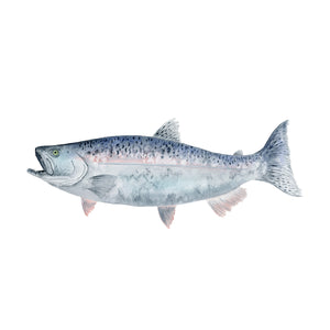 King Salmon Mount Print