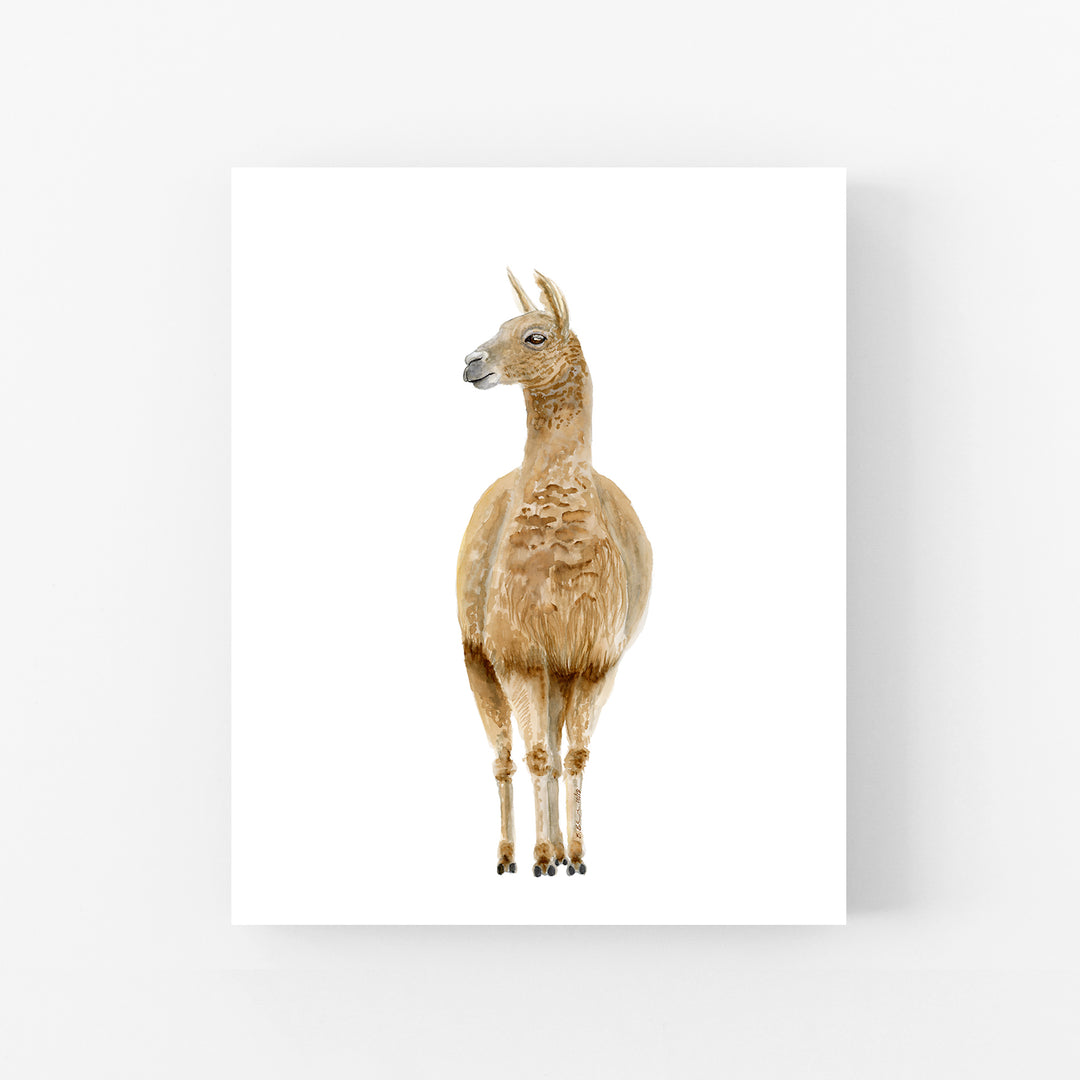 Llama Watercolor Portrait