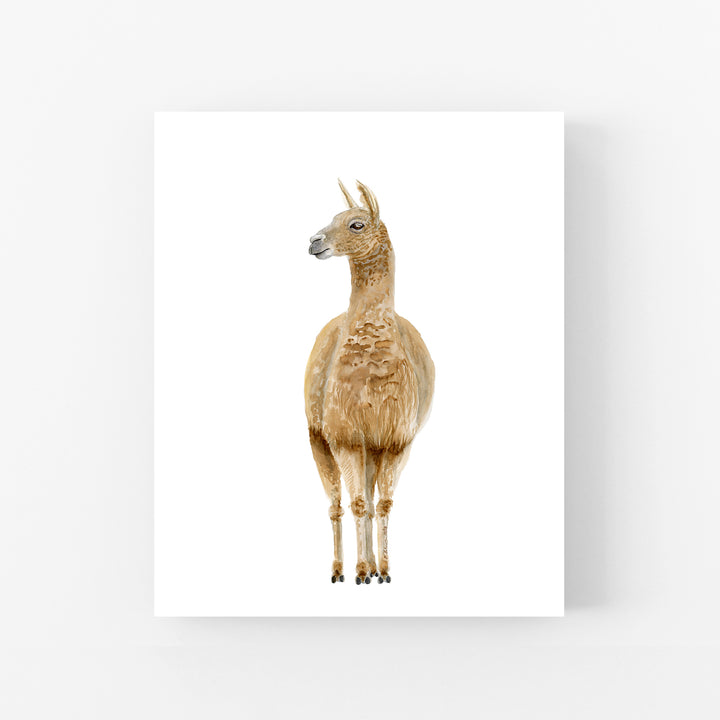 Llama Watercolor Portrait