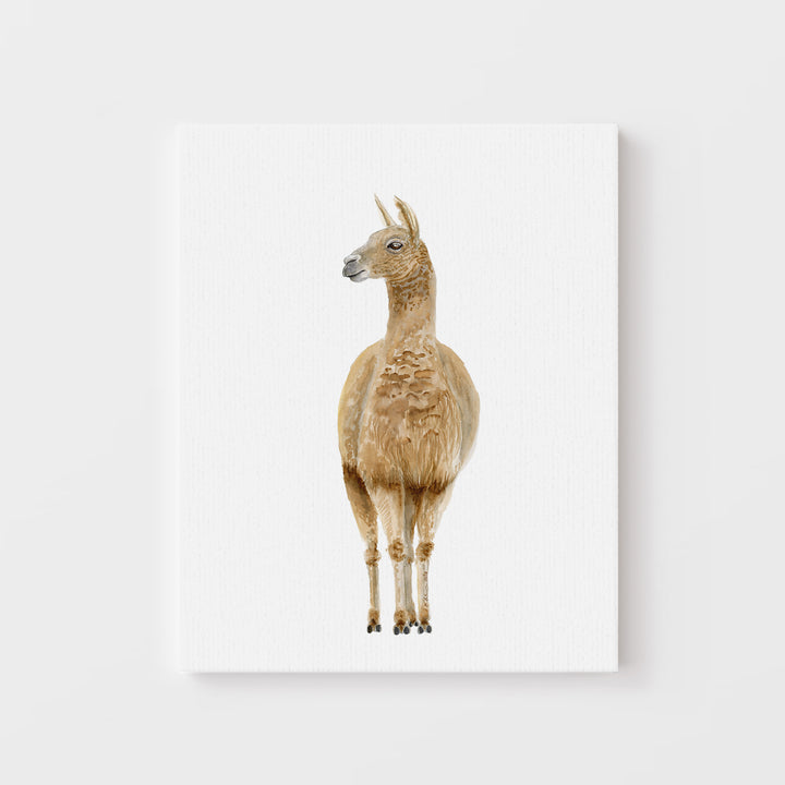 Llama Watercolor Portrait