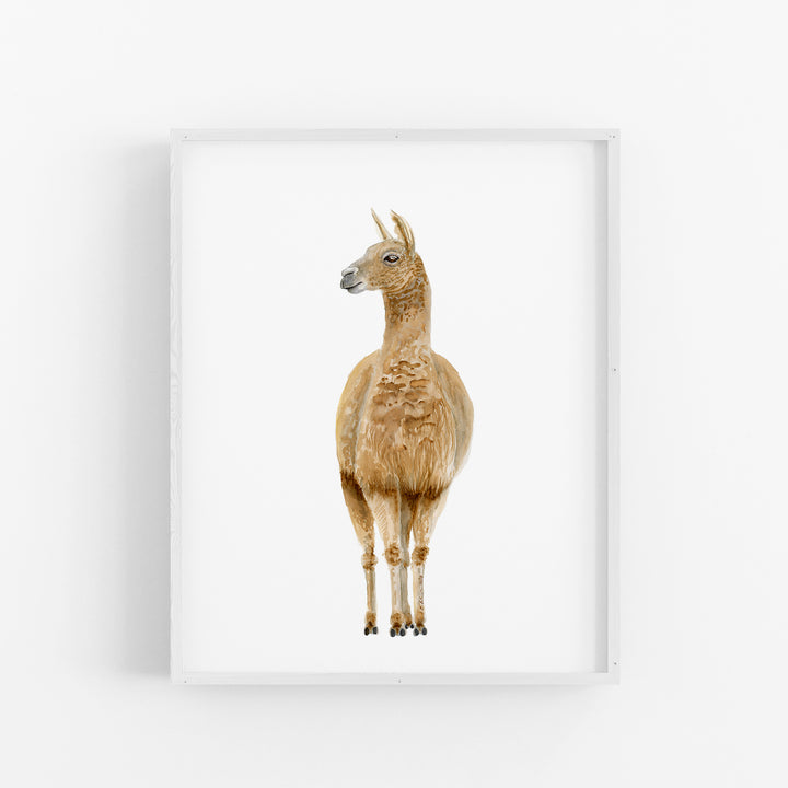 Llama Watercolor Portrait