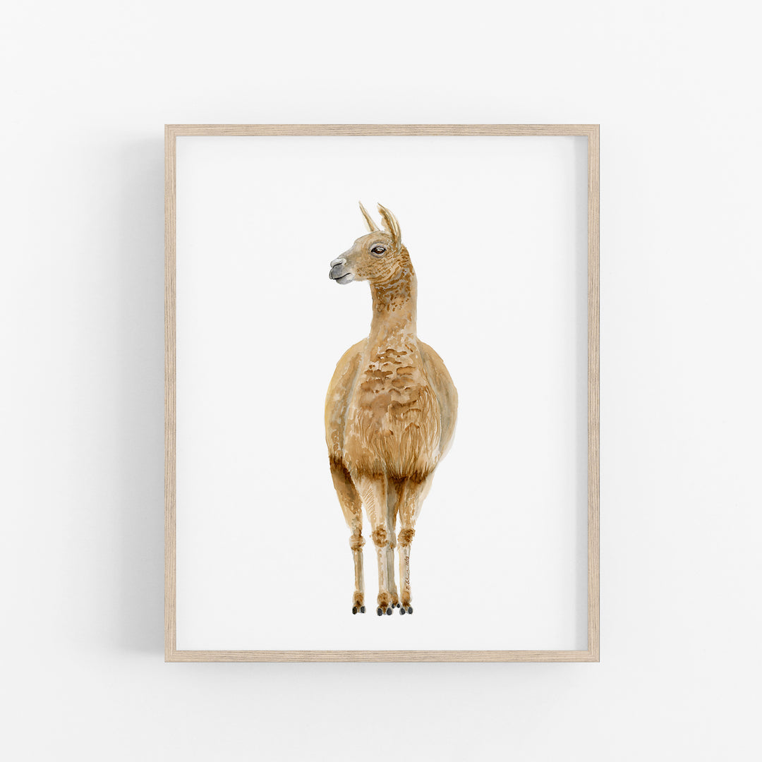 Llama Watercolor Portrait