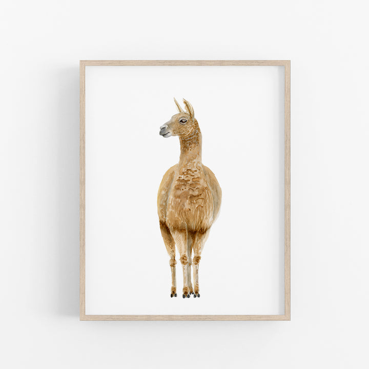 Llama Watercolor Portrait