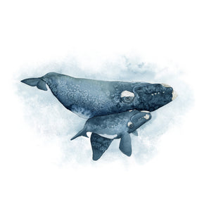 Right Whale Illustration