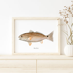 a picture of a redfish in a white frame