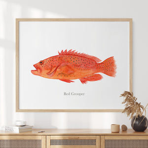 a picture of a red grouper fish on a white background