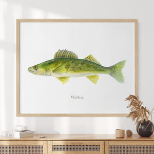 a picture of a walleye on a wall