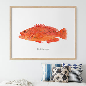 a picture of a red grouper fish hanging on a wall