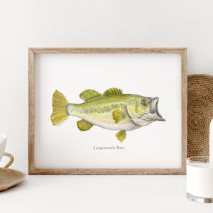 a picture of a large mouth bass in a frame