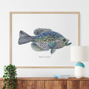a picture of a black crappie hanging on a wall