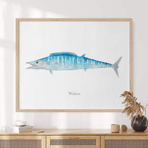 a picture of a blue wahoo on a white wall