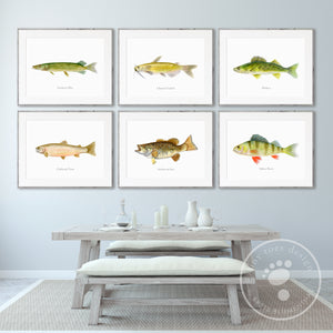 Lake Fish Art Prints