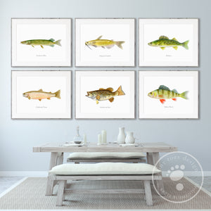 Lake Fish Art Prints