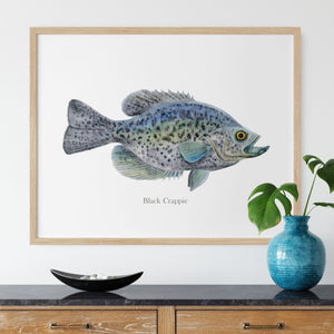 a painting of a black crappie on a white wall