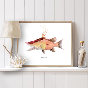 a picture of a hogfish on a shelf