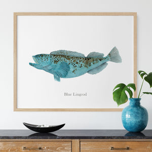 a picture of a blue lingcod on a wall above a dresser