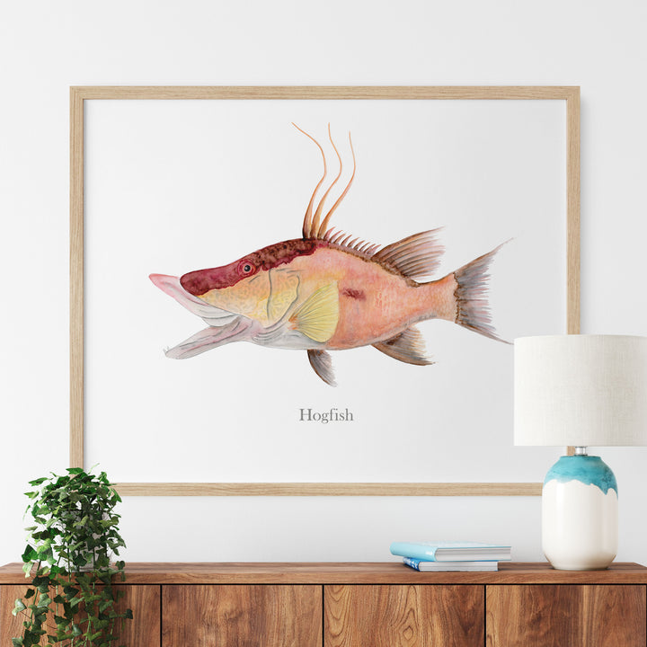 a picture of a hogfish hanging on a wall