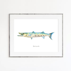 Barracuda Watercolor Print