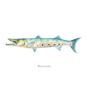 Barracuda Watercolor Print