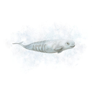 Baby Beluga Watercolor