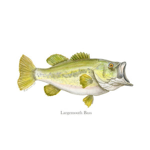 Largemouth Bass Portrait with text