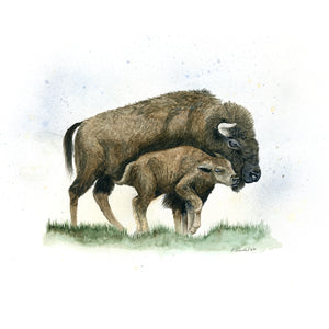 Bison Mother and Calf Watercolor Print