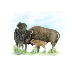 Family of Bison Watercolor