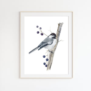 Black-capped Chickadee Watercolor Print