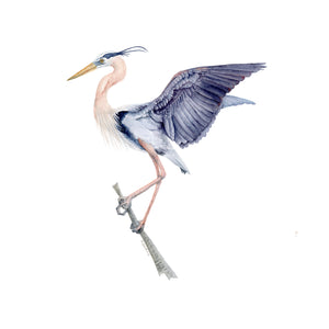 Blue Heron Scientific Illustration