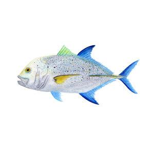 Bluefin Trevally Scientific Illustration