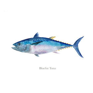 Bluefin Tuna Watercolor
