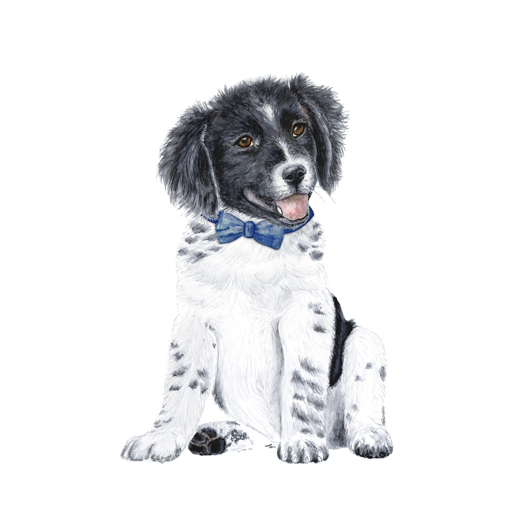 Border Collie with Blue Bowtie Print