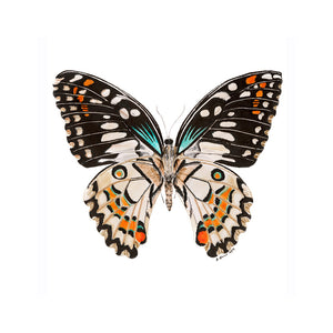 Portrait Flittering Butterfly Print