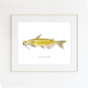 Channel Catfish Illustration