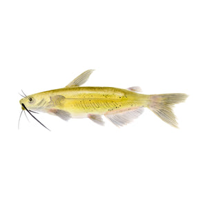 Catfish Watercolor Art