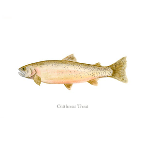 Cutthroat Trout Scientific Illustration