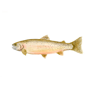 Cutthroat Trout Watercolor