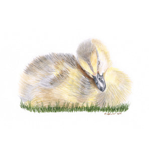 Sleeping Duckling Animal Print