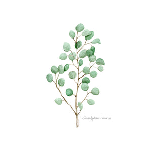 Eucalyptus Stem Watercolor