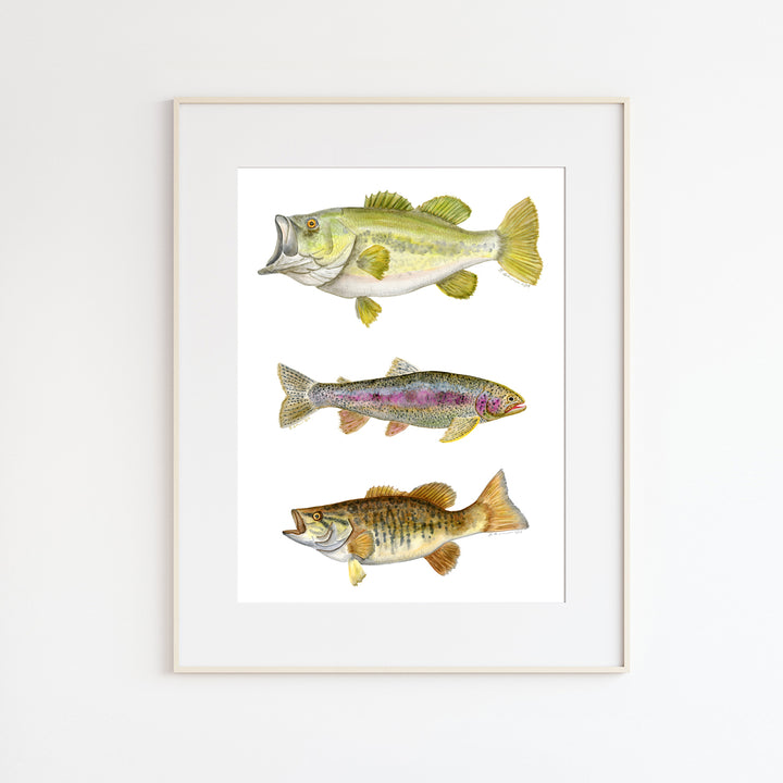 Lake Fish Scientific Illustration