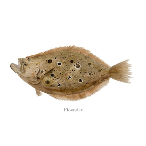 Flounder Illustration