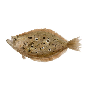 Flounder Watercolor Print