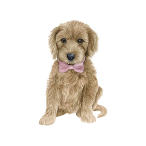 Goldendoodle Pup in Pink Bowtie