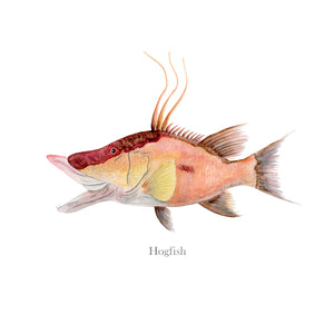 Hogfish Illustration