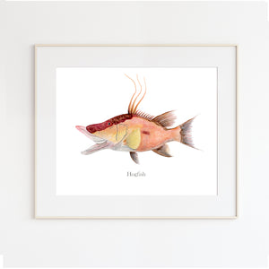 Hogfish Watercolor Print